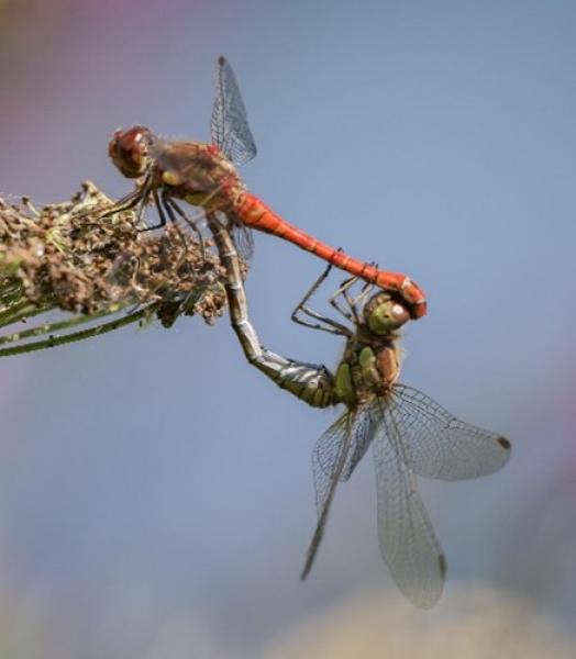 Common Darter