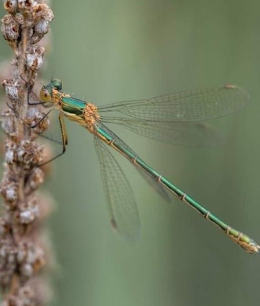 Emerald Damselfly