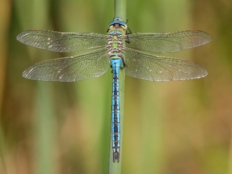 Emperor Dragonfly