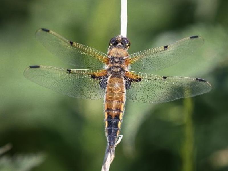 Four Spotted Chaser