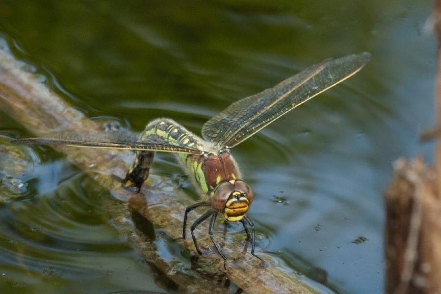 Hairy Dragonfly