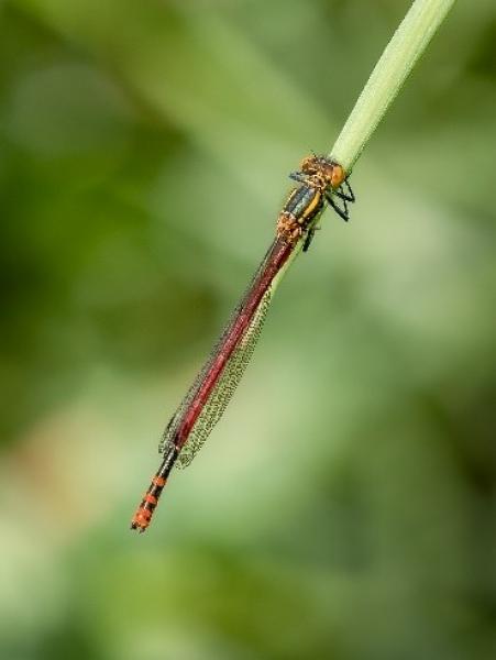 Large Red Damselfly