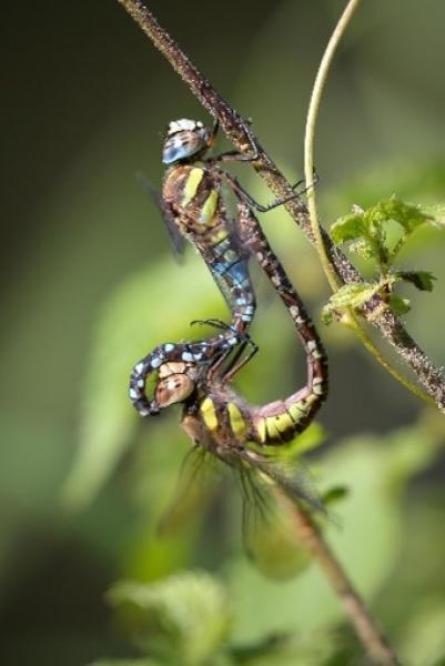 Migrant Hawker