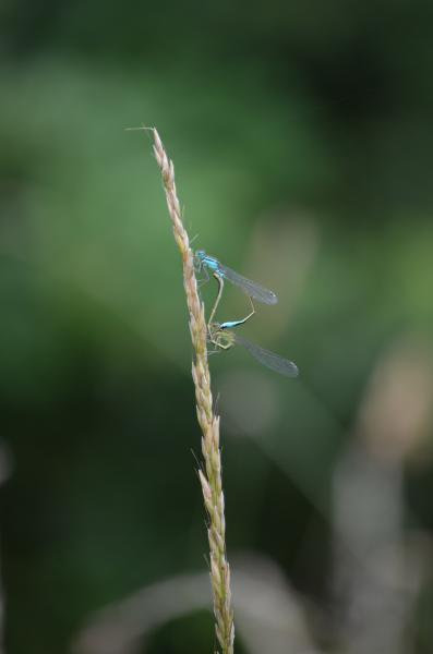 Common Blue Damselfly