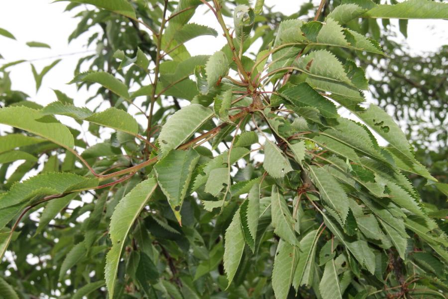A cropped photo of a branch with green cherry tree leaves in the dorrsington area of the Forest