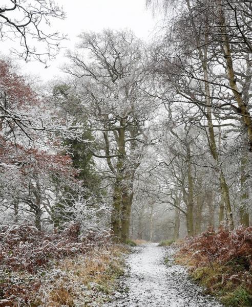 A snowy footpath through snow covered trees and brown ferns