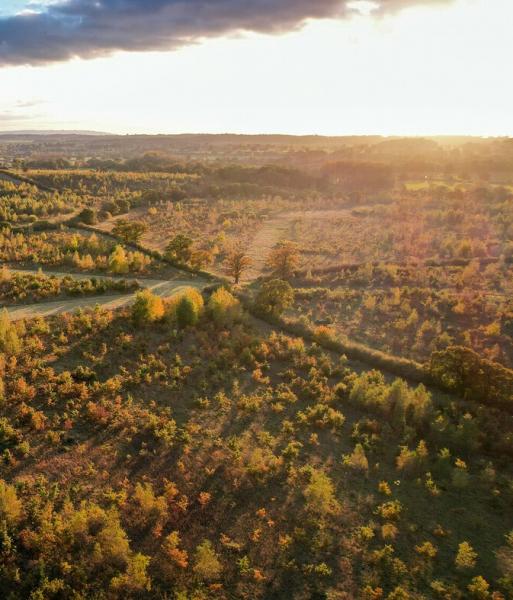An aerial view of the Forest with the autumnal sun setting