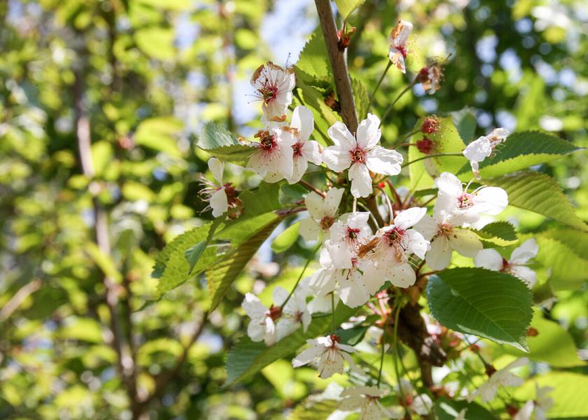 A beautiful close up image of cherry blossom in the Forest on a sunny day