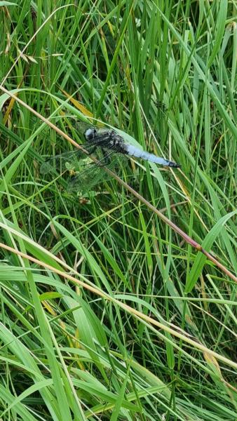 Scarce Chaser