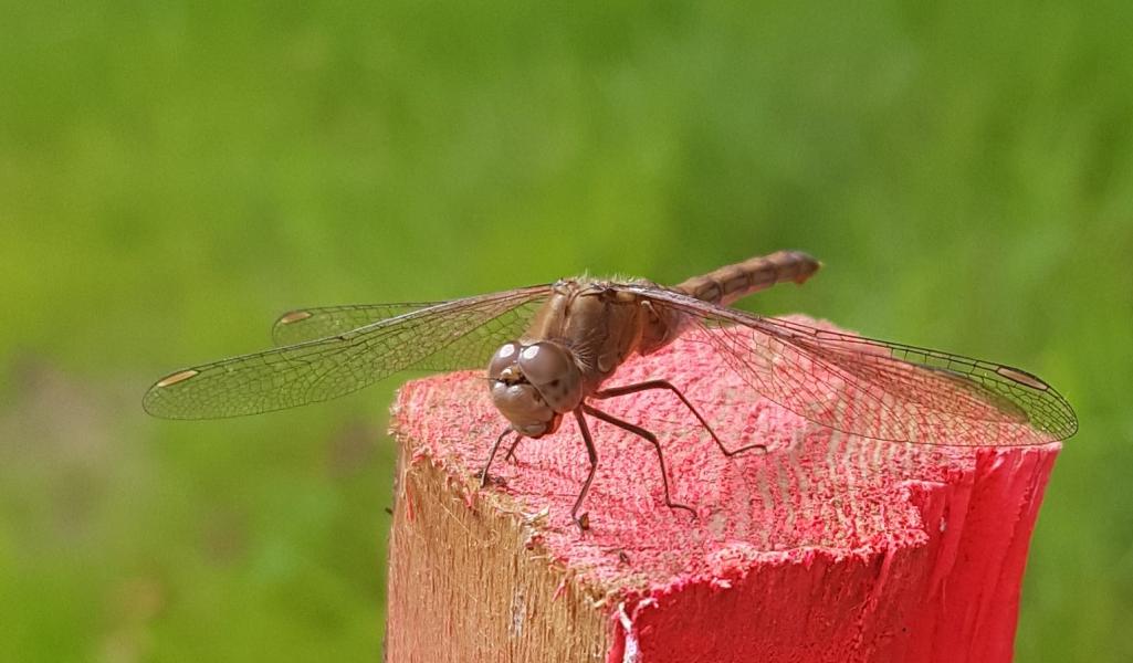 Young Ruddy Darter