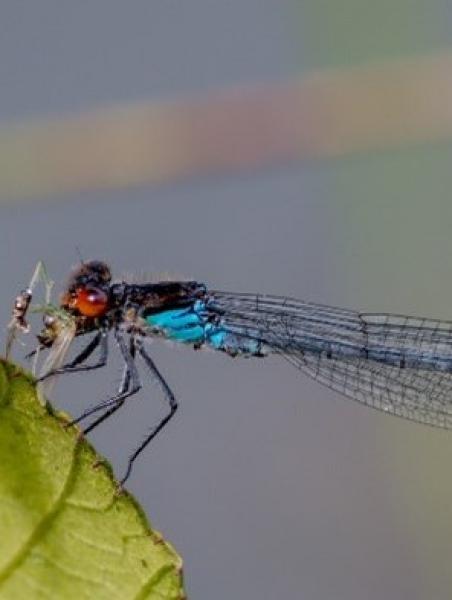 Red Eyed Damselfly