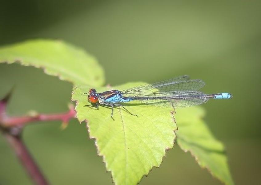 Small Red Eyed Damselfly