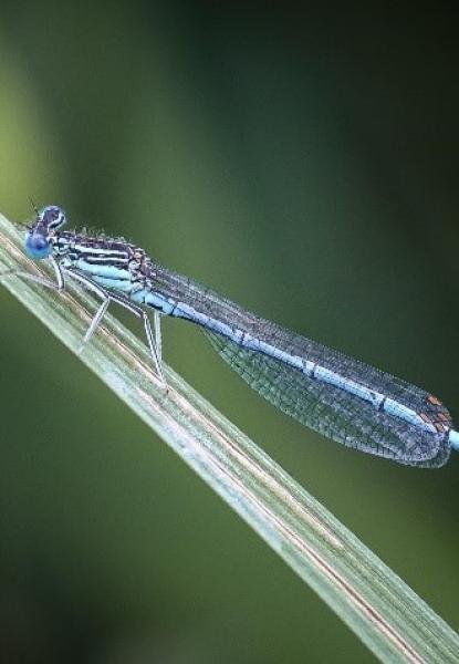 White Legged Damselfly