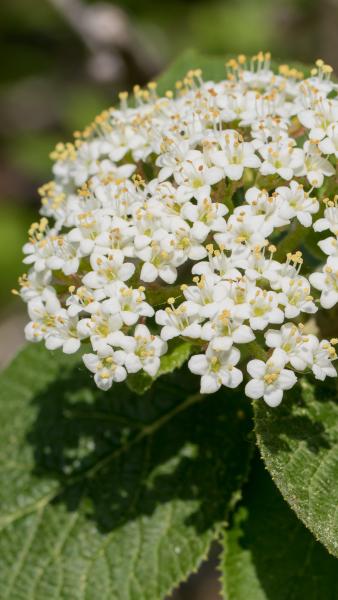 Little white wayfaring flowers