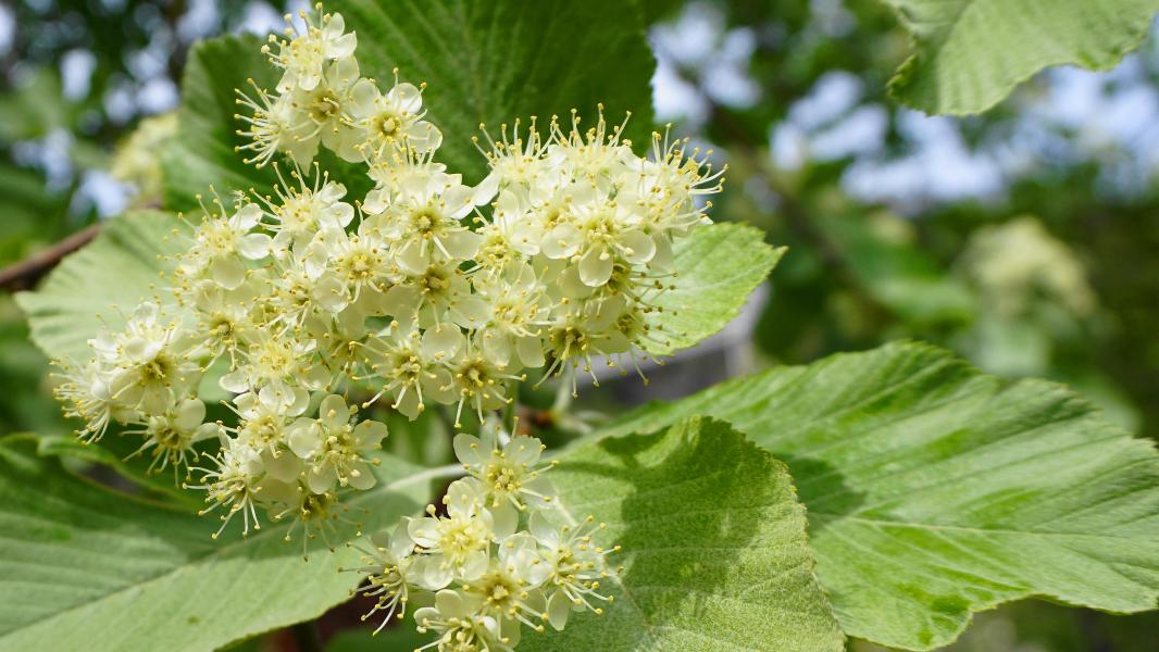 A close up of a cluster of whitebeam flowers with green leaves in the spring 