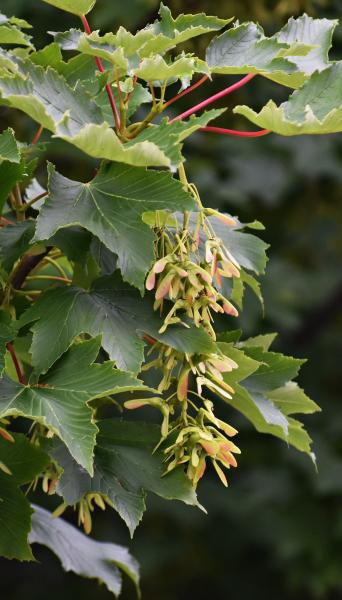 the green leaves and winged seed pods of the sycamore 