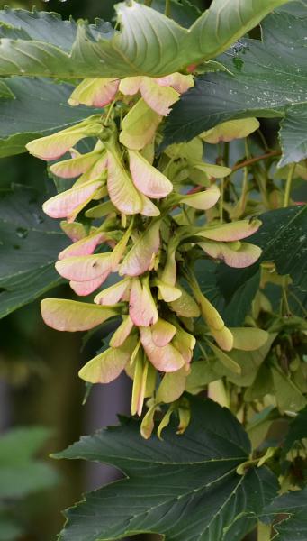 yellow winged seed pods known as samaras