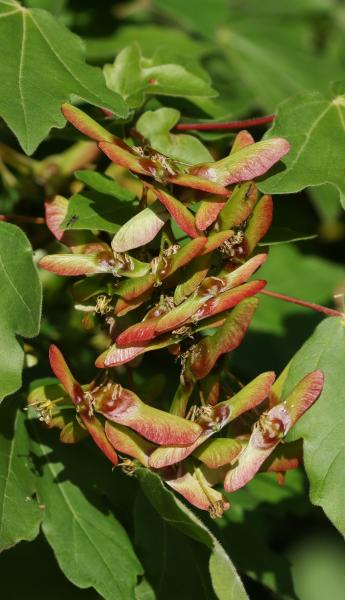 Close up of a cluster of field maple seed pods surrounded by green leaves 