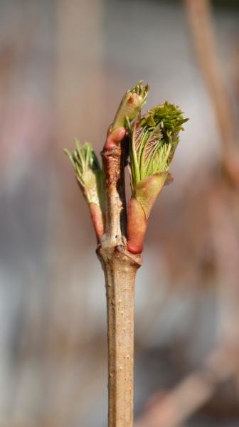 Close up of guelder rose branch with a new leaf growing from the tip