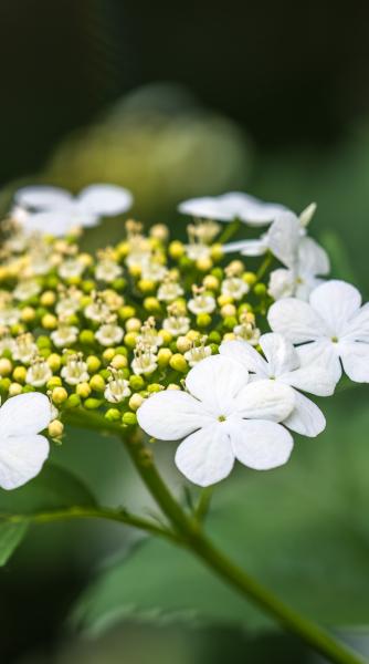 Close up of small and large white guelder rose flowers