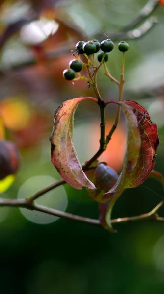 close up of dogwood berries