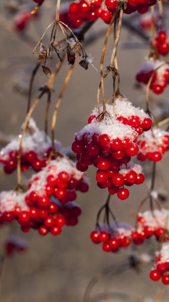 Clusters of red guelder rose berries with snow on top hanging from branches