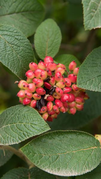 Red wayfaring berries 