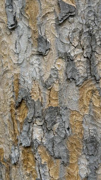 the bark of a mature sycamore tree