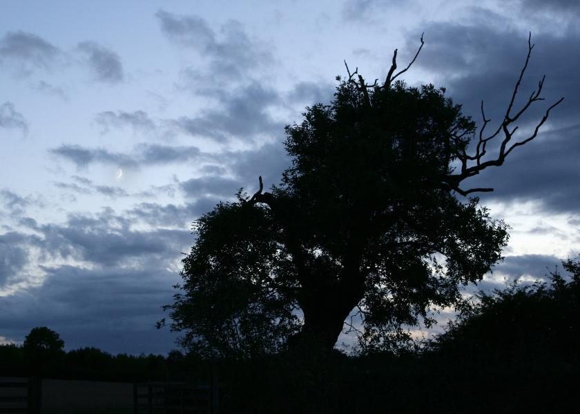 An old oak tree silhouetted against a darkening evening sky. The clouds are grey and filling up the sky and there is a small crescent moon creeping through