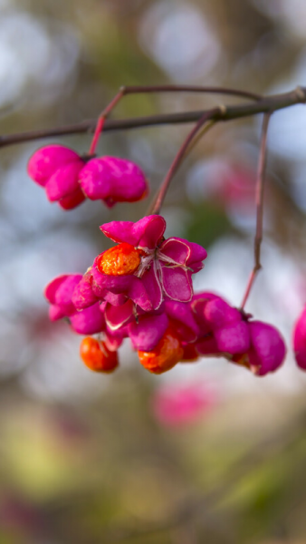 close up of colourful spindle berries