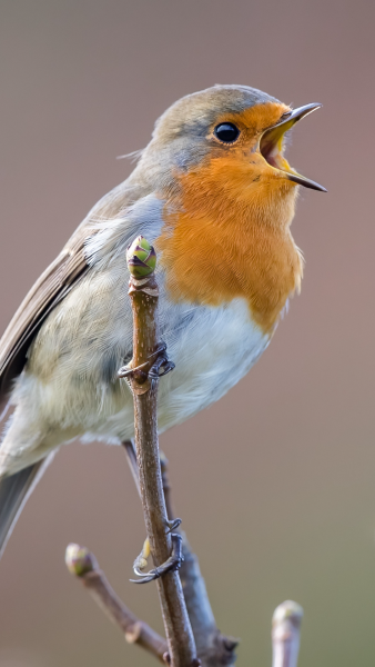 An adult robin perched on a thin branch, its beak is open as it sings