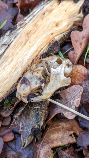 A grey squirrel skull found underneath an owl box