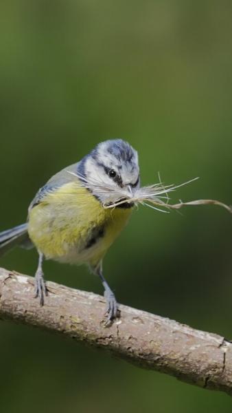A blue tit perched on a branch holding nesting material in its beak