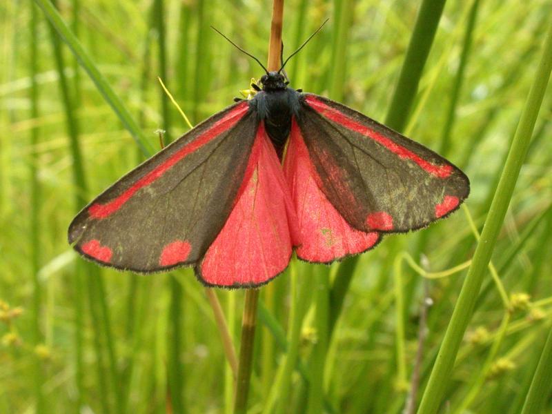 A cinnabar moth on a strand of grass