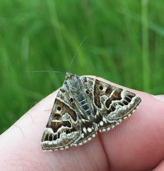 A Mother Shipton moth sat on a finger