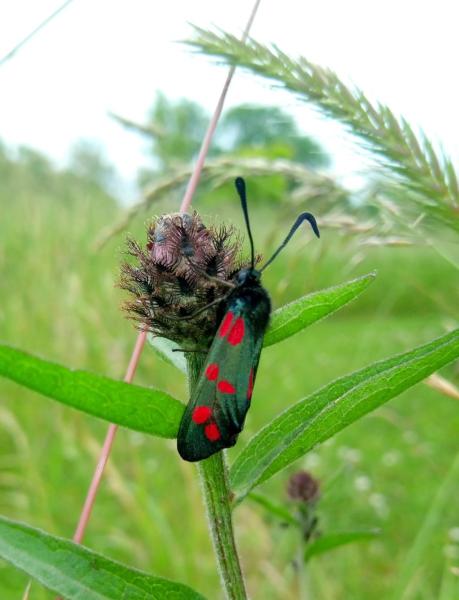 Six-spot burnet moth nectaring on knapweed