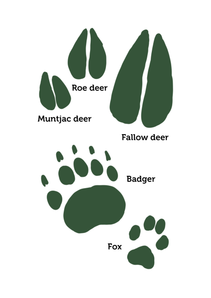 A graphic illustration of deer, badger and fox animal tracks