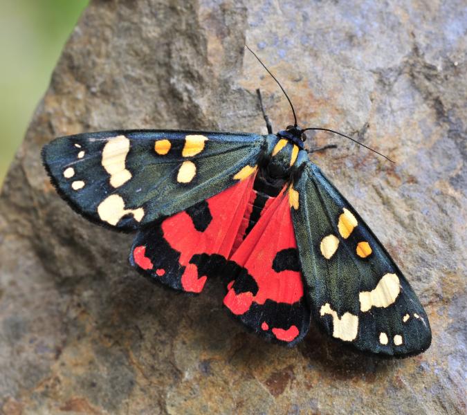 Scarlet Tiger Moth 