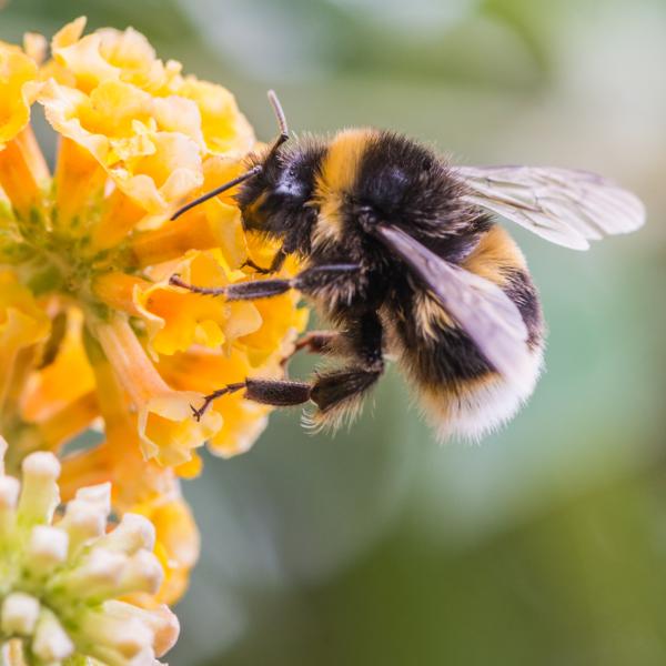 buff-tailed bumblebee on a yellow/ orange flower