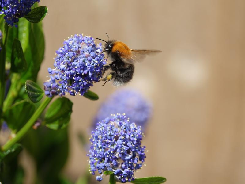 A tree bumblebee on a blue flower