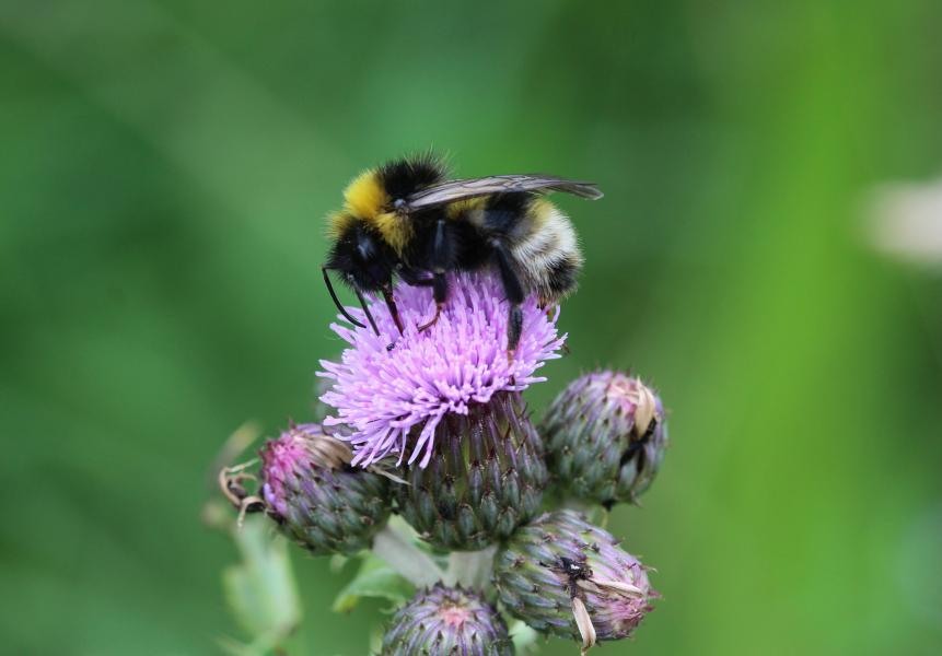 Garden bumblebee on a purple flower