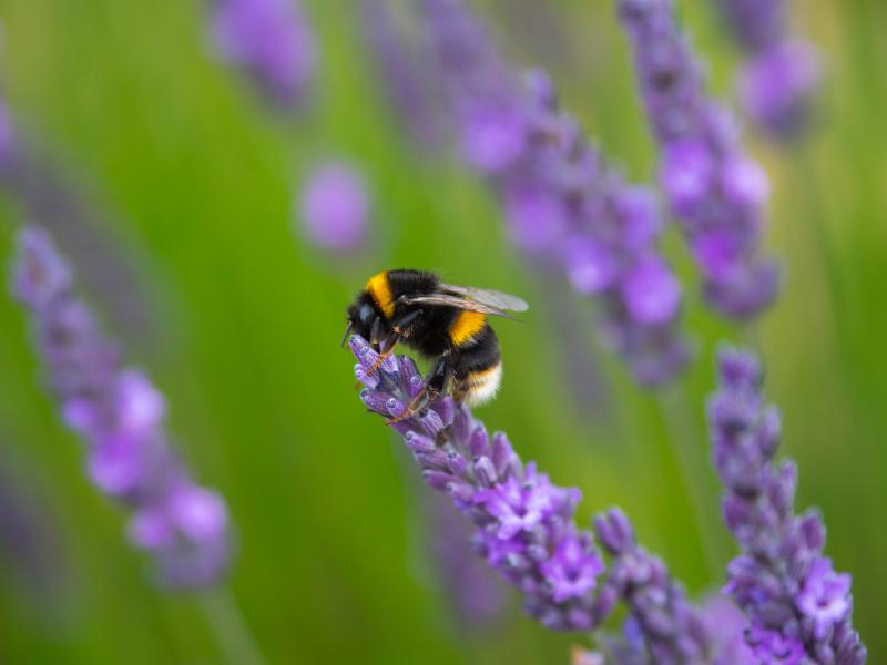 White-tailed bumblebee on lavender 