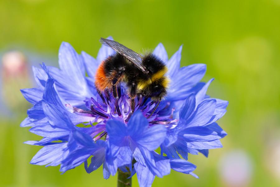 Red tailed bumblebee on a blue wildflower