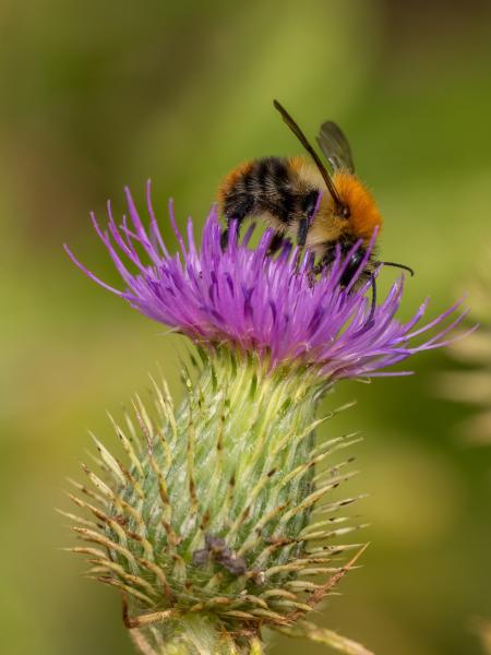 common carder bee on a purple flower - credit shutterstock