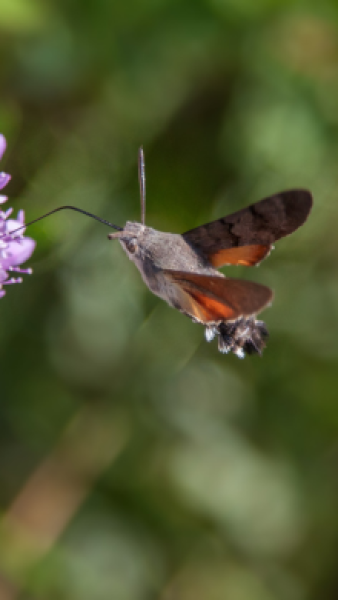 A humming-bird hawk-moth taking nectar from a purple flower