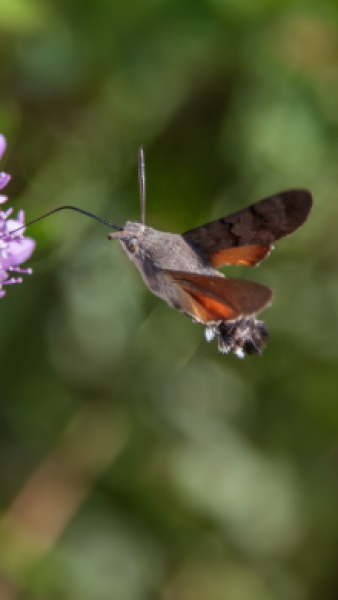 Hawk Moth - Nature Companion