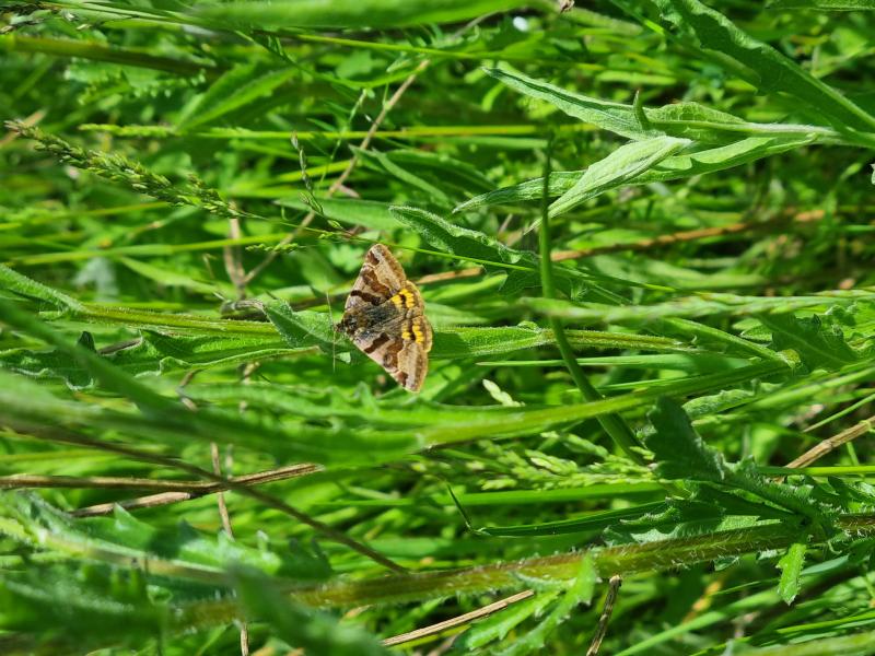 Burnet Companion on grass