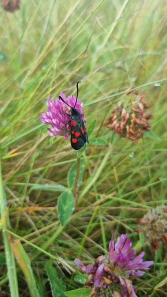 A narrow five spotted burnet moth on a purple clover