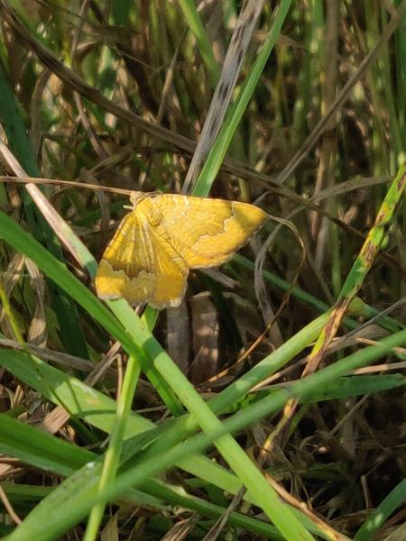 Yellow shell moth on a piece of grass