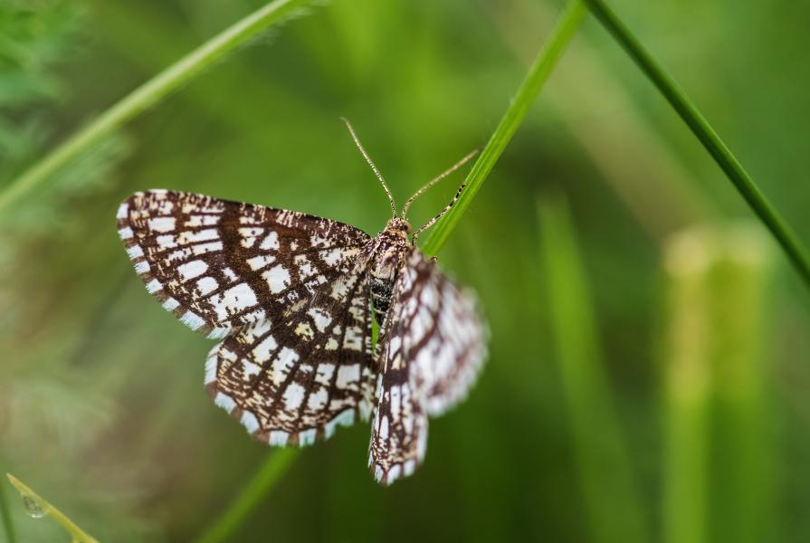 A latticed heath moth on a blade of grass